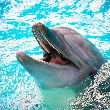 Seaside Piano Bar Apartament ママイア エクステリア 写真